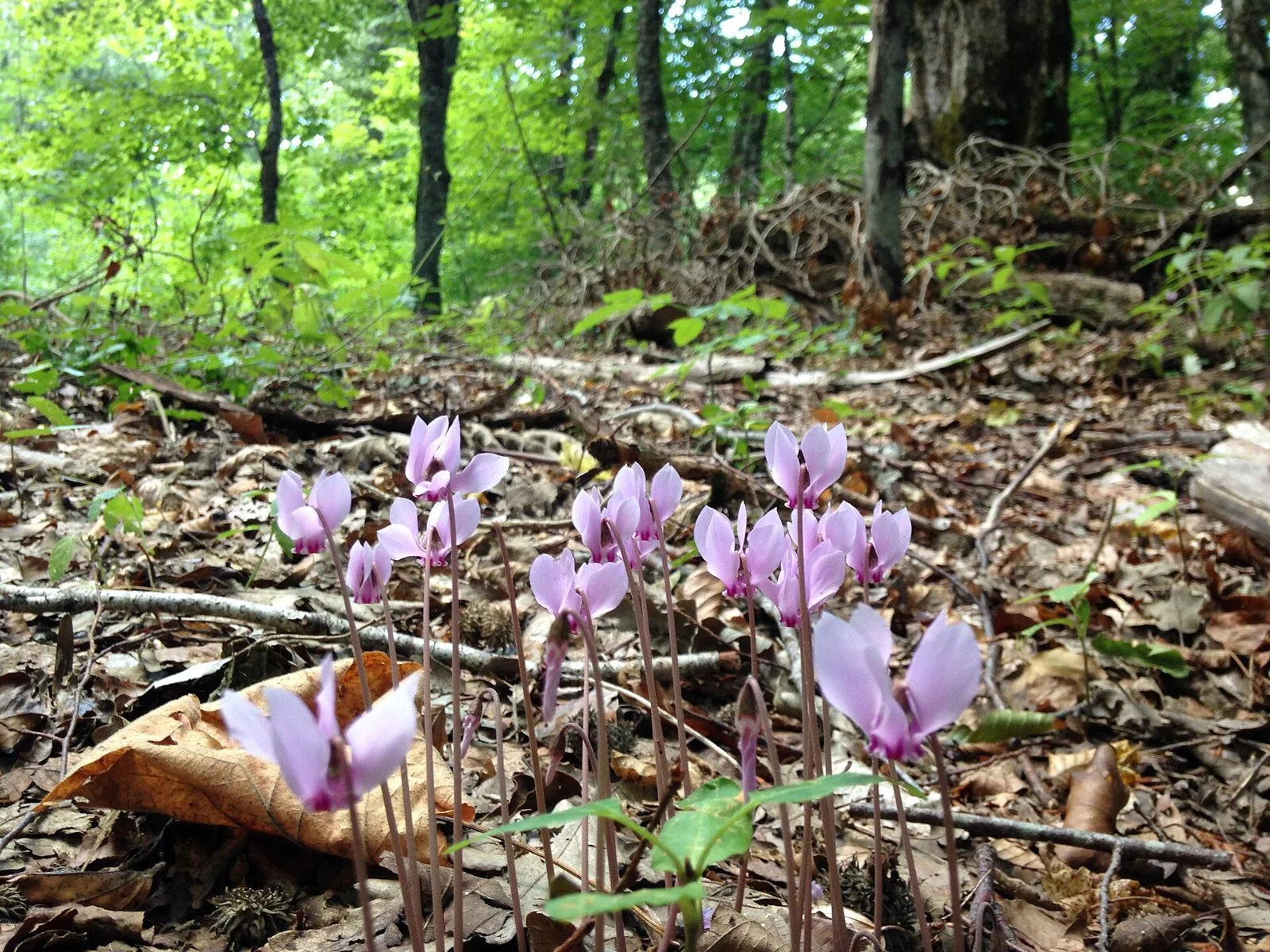 Ciclamini rosa fioriti nel sottobosco di una faggeta verde della riserva di Montedimezzo in estate