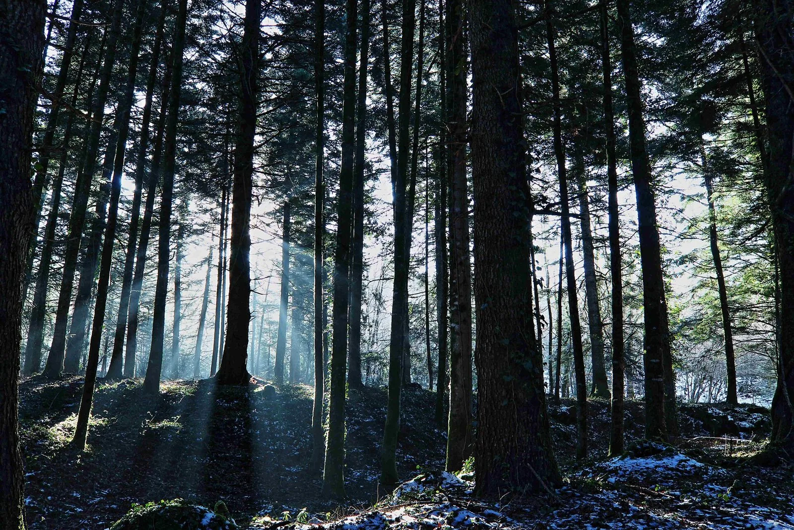 Bosco di abeti bianchi nella riserva di Collemeluccio, con fusti alti e dritti e raggi di luce tra i rami