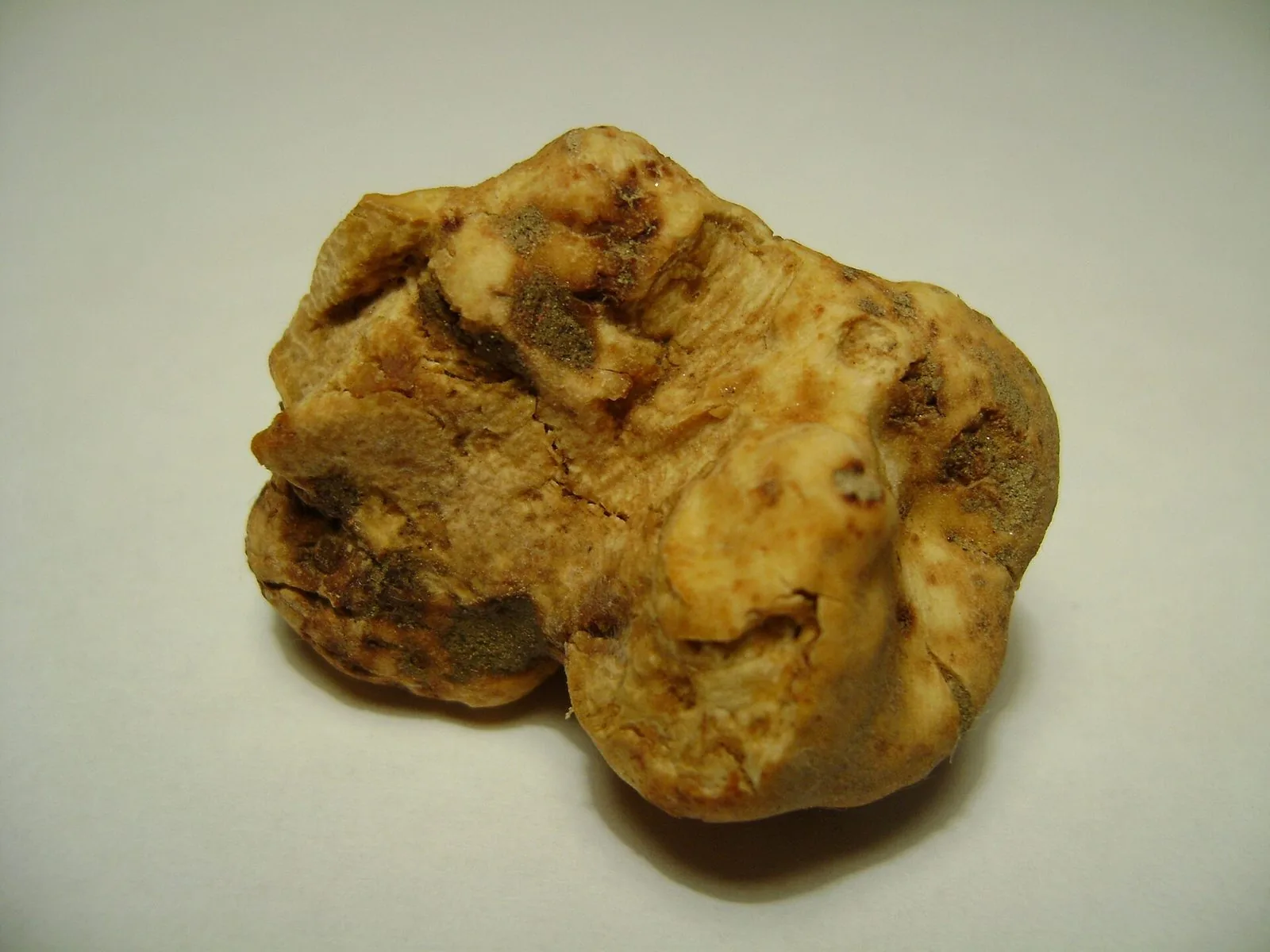 Un tartufo bianco pregiato (Tuber magnatum) fotografato da vicino su fondo chiaro